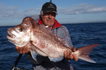 10+ kg Snapper